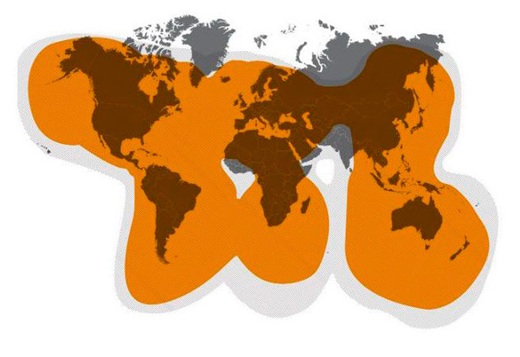 GlobalStar Satellite Coverage